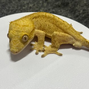 옐로우 벅스킨