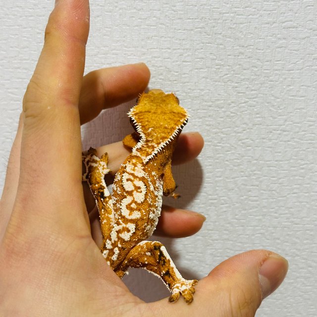 노멀 텐저린 트라이 익스트림할리퀸