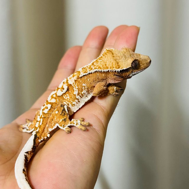 노멀 텐저린 트라이 익스트림할리퀸