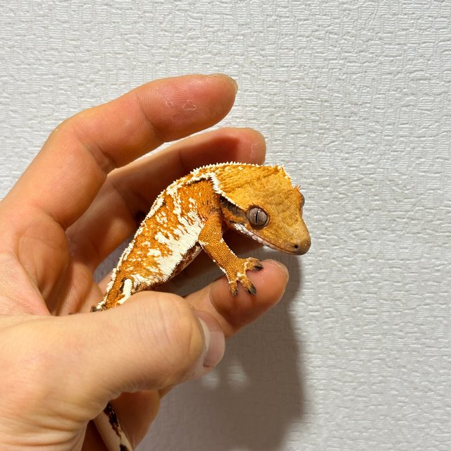 노멀 텐저린 트라이 익스트림할리퀸