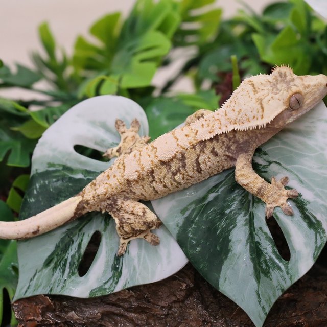 노멀 트라이 익스트림할리퀸