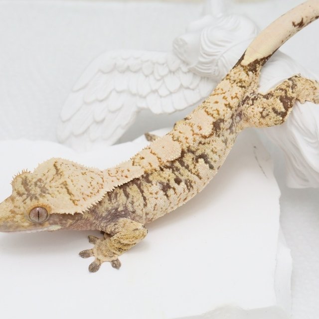 노멀 트라이 익스트림할리퀸