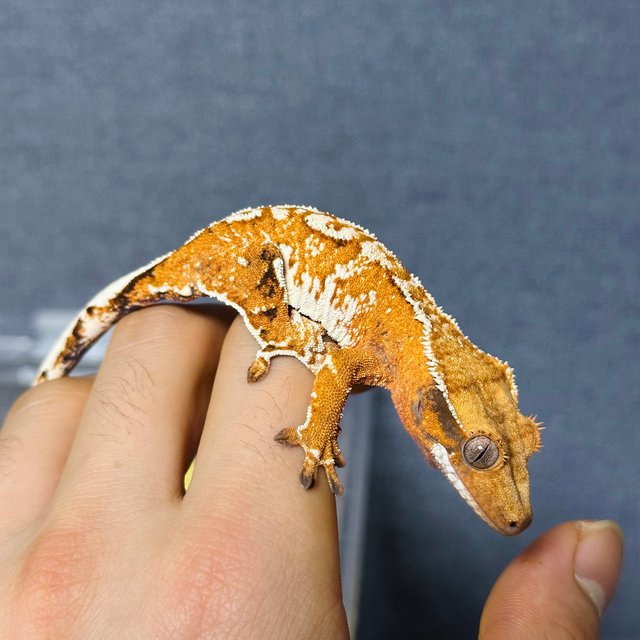 노멀 텐저린 트라이 익스트림할리퀸