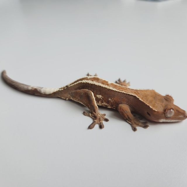 카푸치노 트라이
