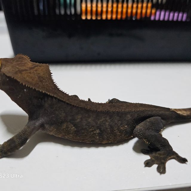 챠콜 알티