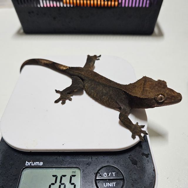 챠콜 알티