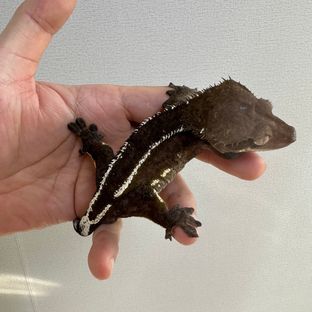 아잔틱부!
