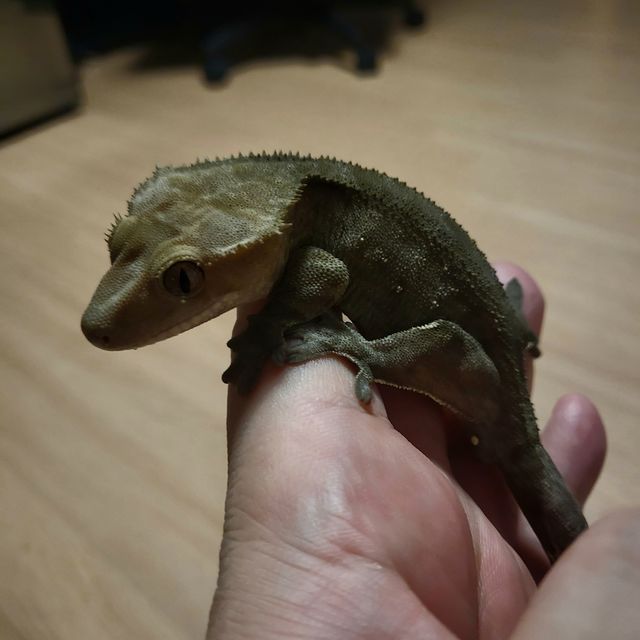 아잔틱