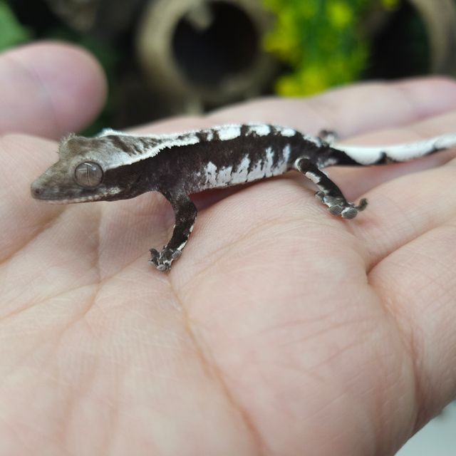 아잔틱