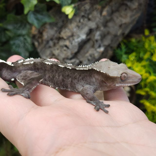 아잔틱