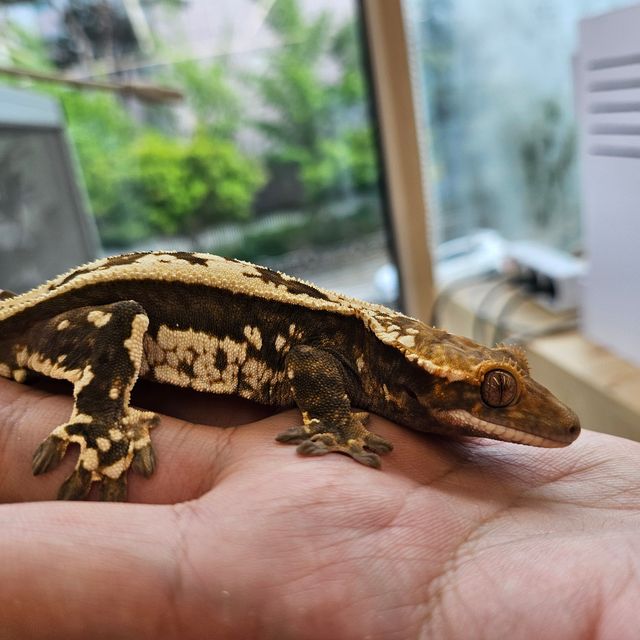 카푸치노