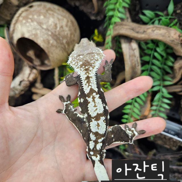 아잔틱