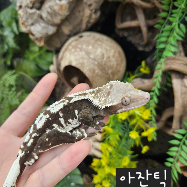 아잔틱