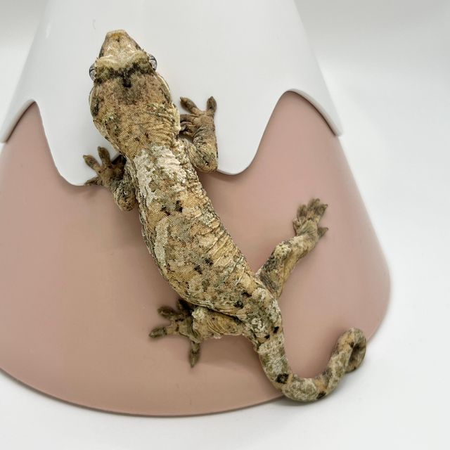 파인아일랜드 화이트카라