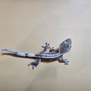 핀스트라이프 아잔틱 화이트포트홀