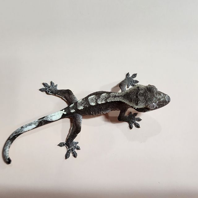 아잔틱