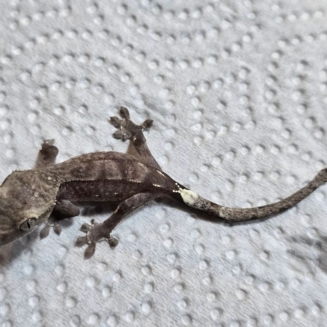 아잔틱