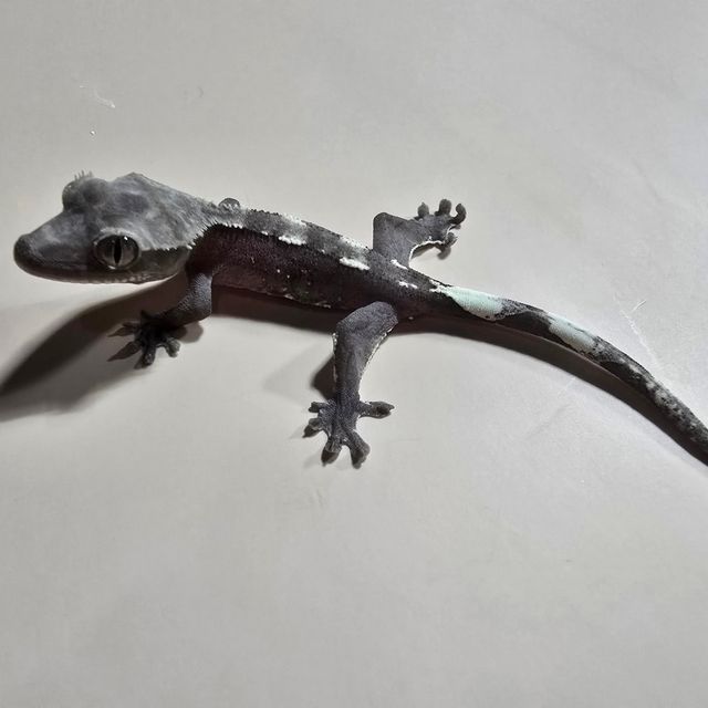 아잔틱