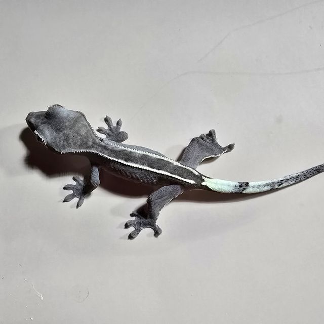 아잔틱
