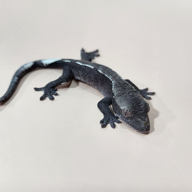 아잔틱