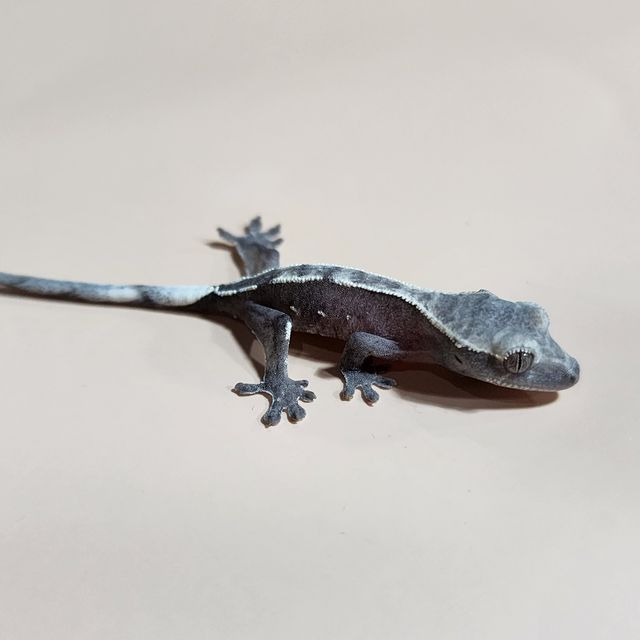 아잔틱