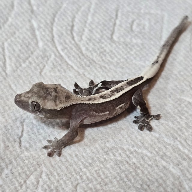 아잔틱 풀핀 쿼드