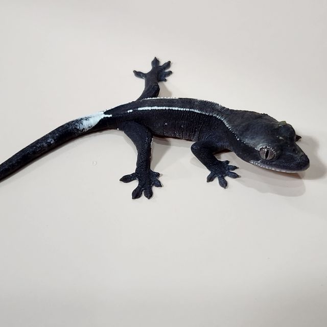 아잔틱