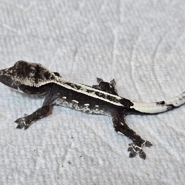 아잔틱 핀스트라이프