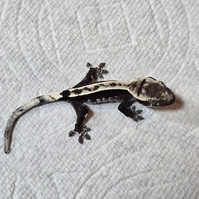 아잔틱 핀스트라이프