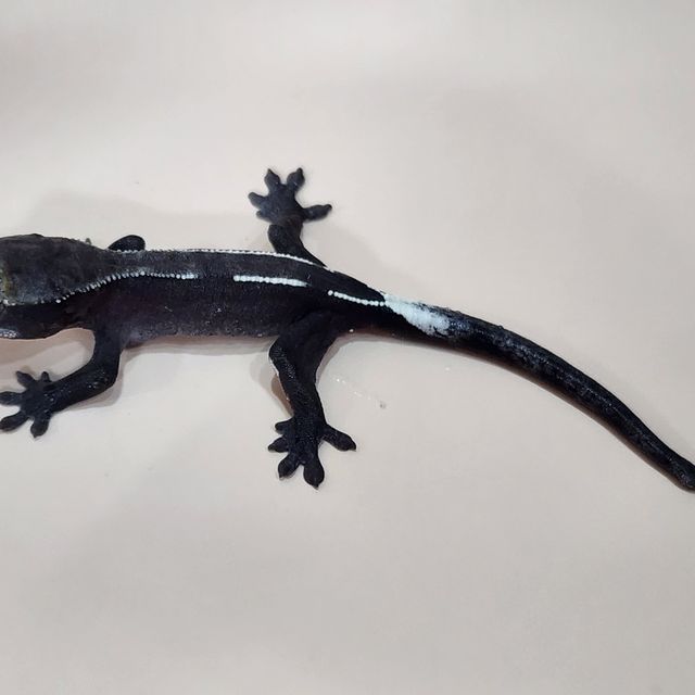 아잔틱