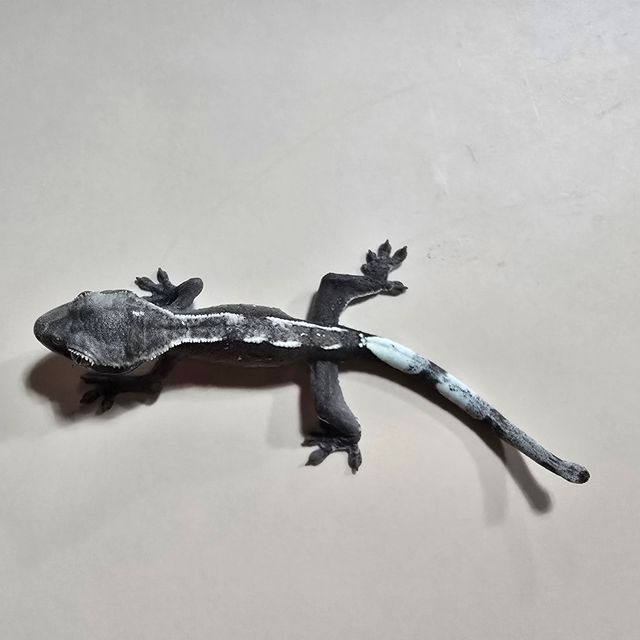 아잔틱