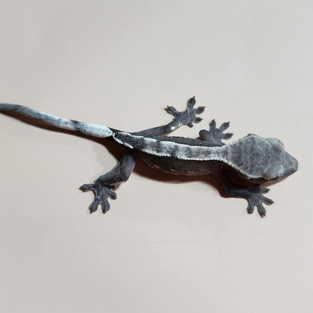 아잔틱