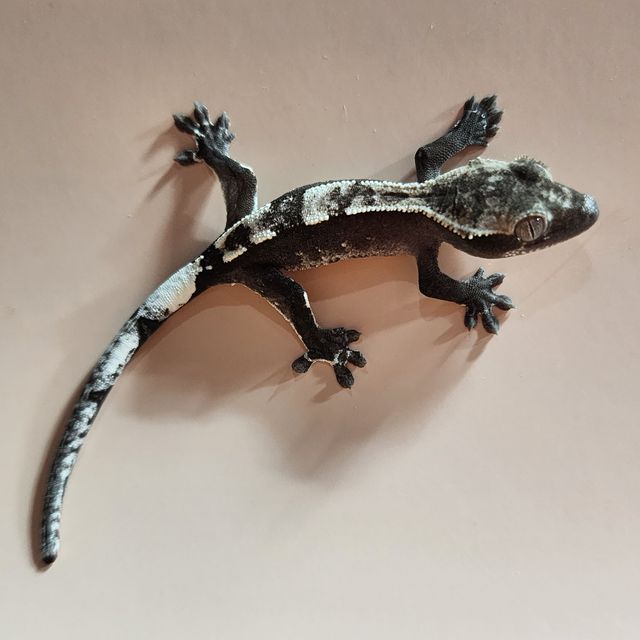 아잔틱