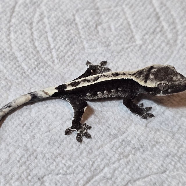 아잔틱 핀스트라이프