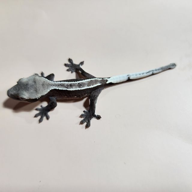 아잔틱