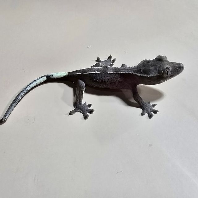 아잔틱