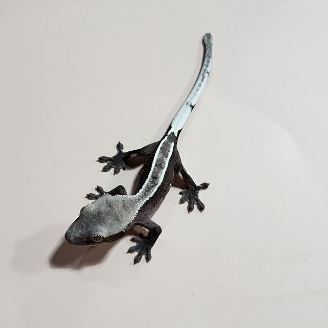 아잔틱