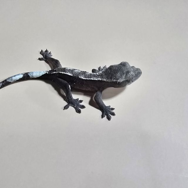 아잔틱