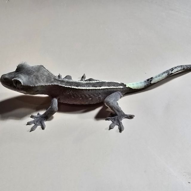 아잔틱