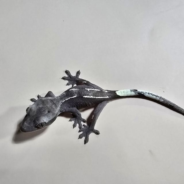 아잔틱