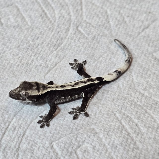 아잔틱 핀스트라이프