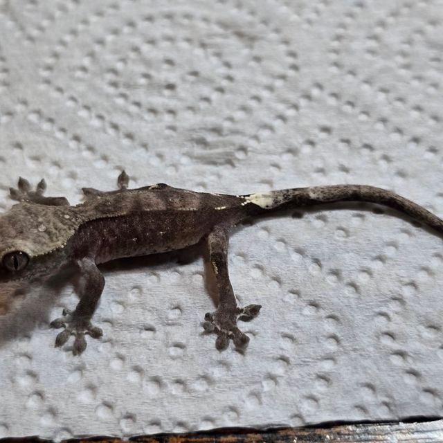 아잔틱