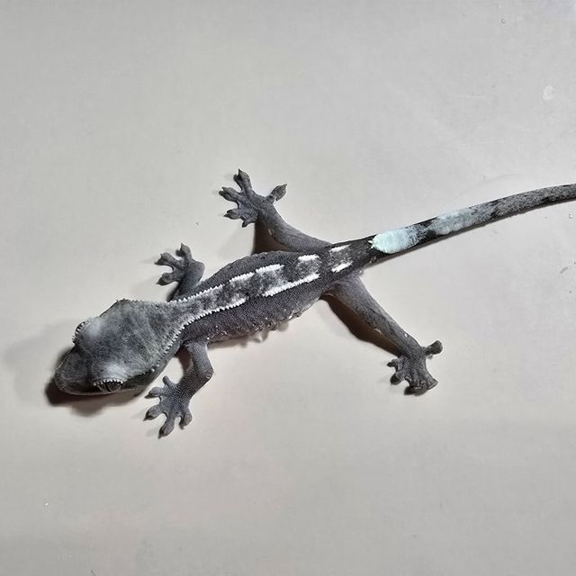 아잔틱