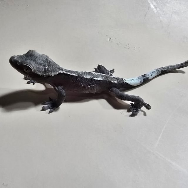 아잔틱