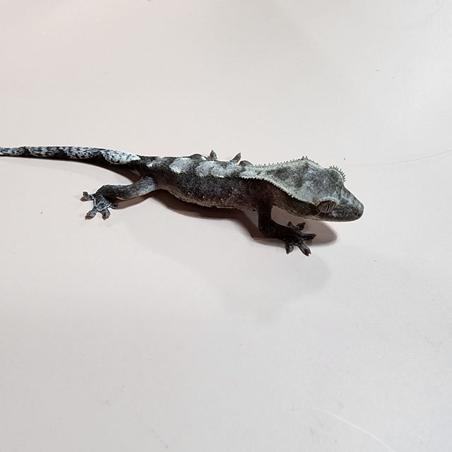 아잔틱