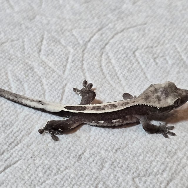 아잔틱 풀핀 쿼드