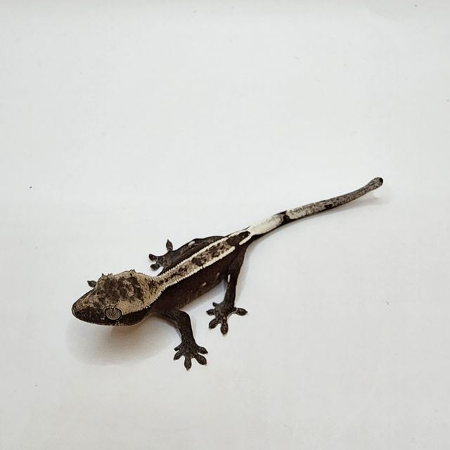 아잔틱