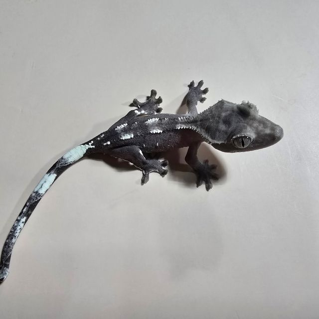 아잔틱
