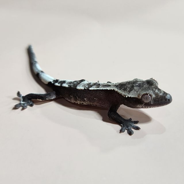 아잔틱