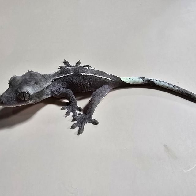 아잔틱